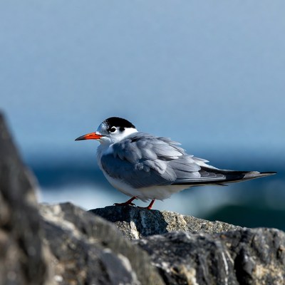 Gull-billed Tern on Rocky Shore