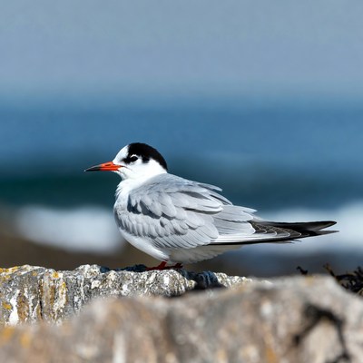 Gull-billed Tern on Rocky Shore