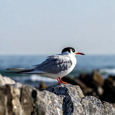 Common Tern on Seaside Rock