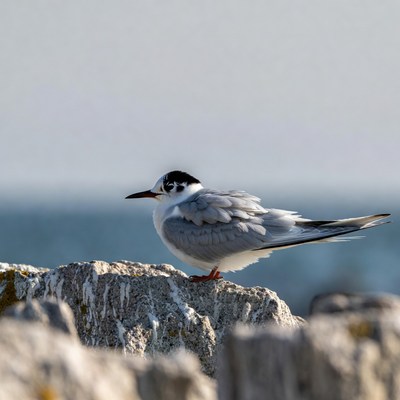 Little Tern on Seaside Rock