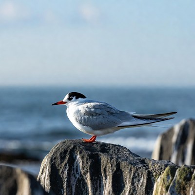 Little Tern on Rock by Sea