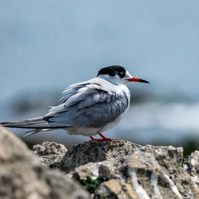 Gull-billed Tern on Rock