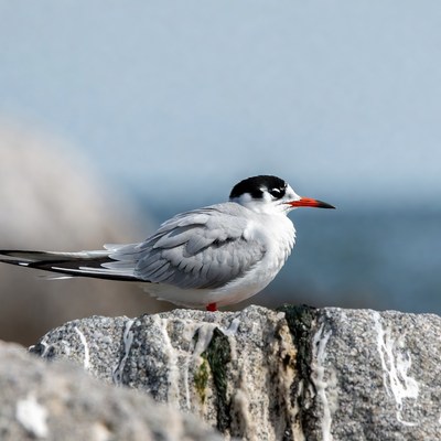 Common Tern on rocky shore