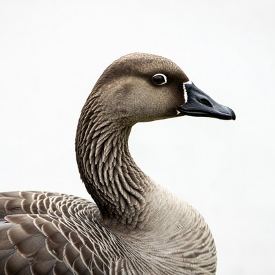 Brown Goose Profile on White Background