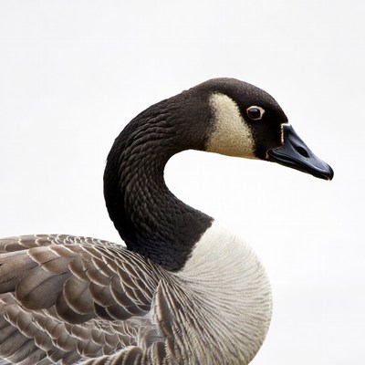 Canada Goose Head Profile
