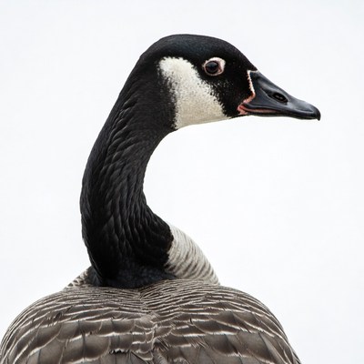 Canada Goose Head Closeup