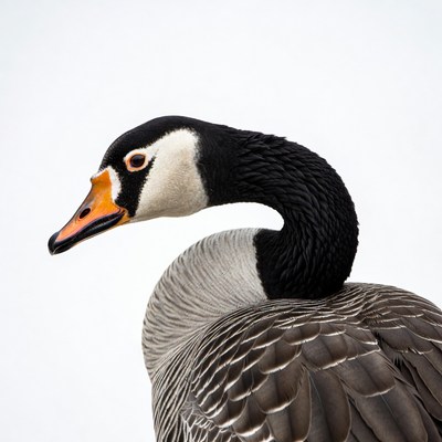 Close-up of Canadian goose head