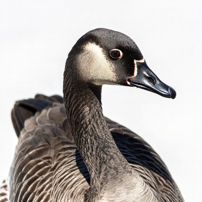 Canada Goose Head Profile