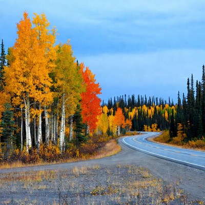 Curvy road through autumn aspen forest
