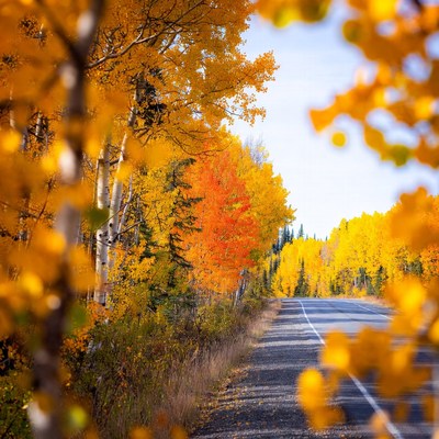 Autumn Aspen Trees Along Winding Road
