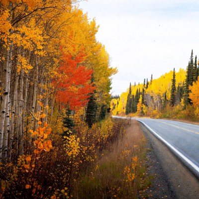 Autumn Aspen Trees Along Winding Road