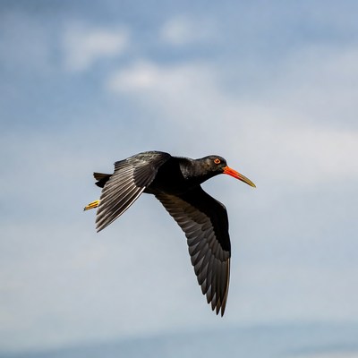 Black-winged Stilt Flying in Sky