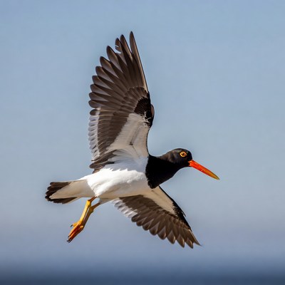 Black-winged Stilt Flying in Sky