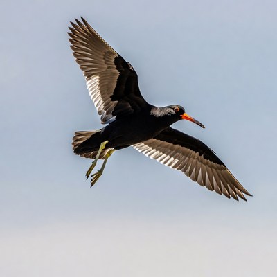 Black-winged Stilt Flying Overhead