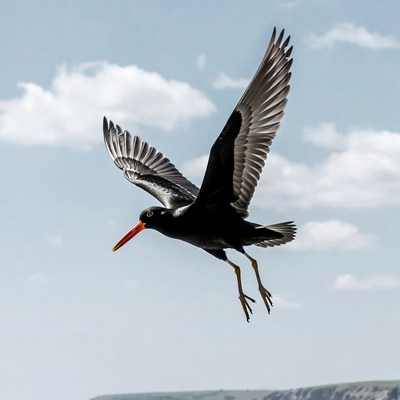 Black-winged Stilt Flying in Sky