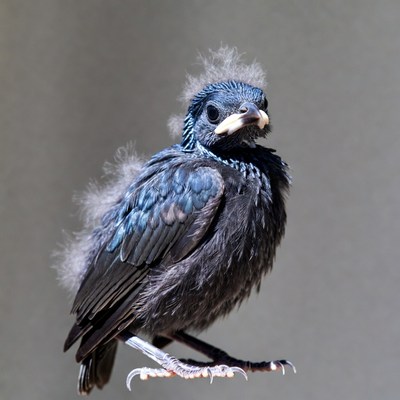 Fluffy blue baby bird on perch