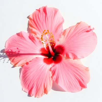 Pink Hibiscus Flower on White