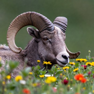 Bighorn Sheep in Wildflowers