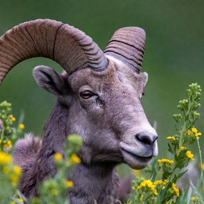 Bighorn sheep with curved horns