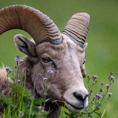 Bighorn Sheep Among Purple Flowers