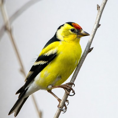 Goldfinch perched on branch