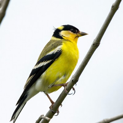 American Goldfinch perched on branch