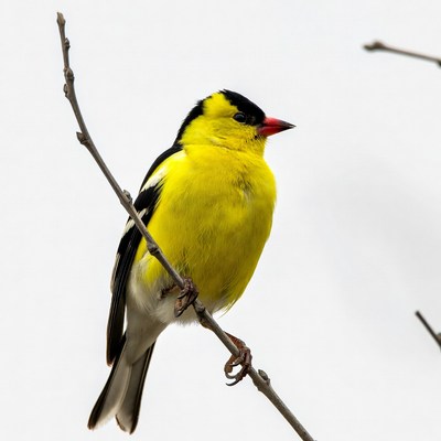 American Goldfinch perched on branch