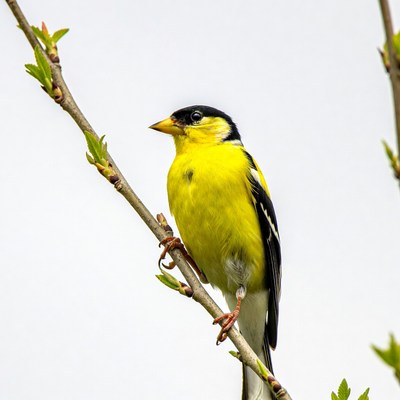American Goldfinch perched on branch
