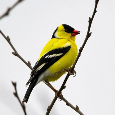 American Goldfinch perched on branch