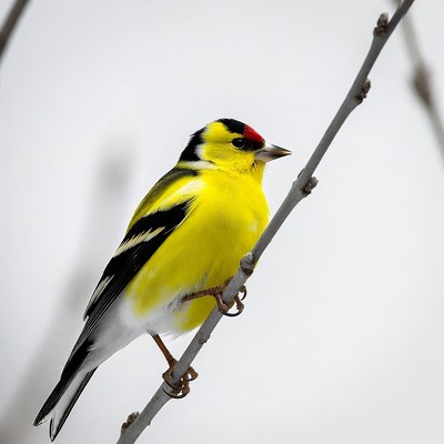 Goldfinch perched on branch