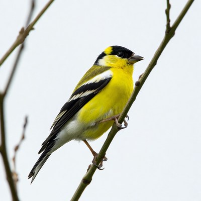 American Goldfinch perched on branch