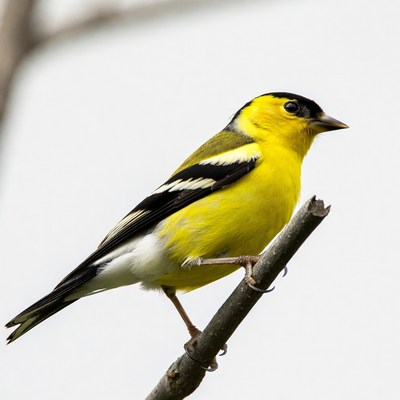 American Goldfinch perched on branch