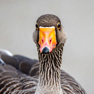 Close-up of greylag goose