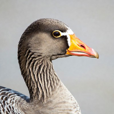 Spur-winged Goose Profile View