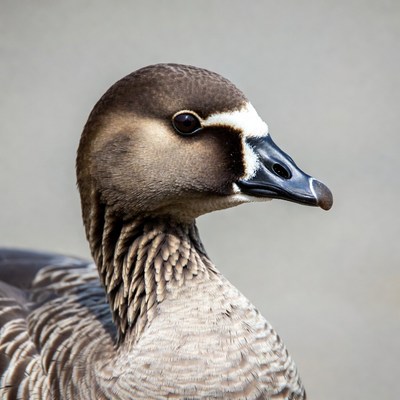 Egyptian Goose profile view