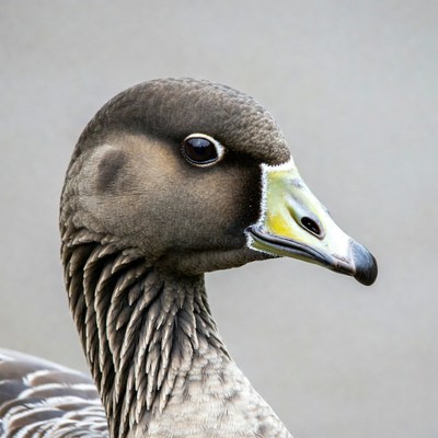 Canada Goose Head Closeup