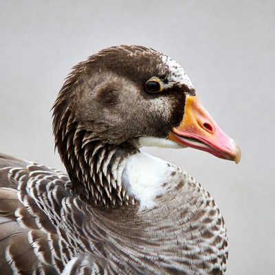 Close-up of white-faced whistling duck