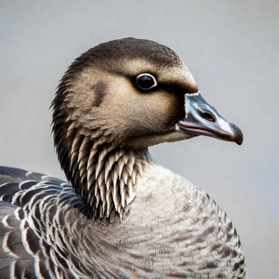 Closeup of gray goose head