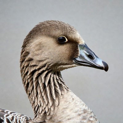 Closeup of white-fronted goose head