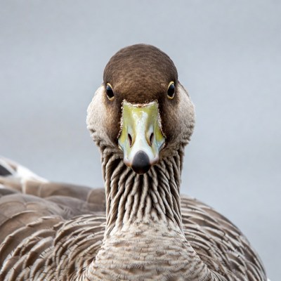 Close-up of greylag goose head
