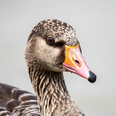 Closeup of Egyptian goose head