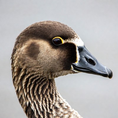 Nene Goose Closeup Portrait