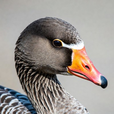 Spur-winged Goose Profile View
