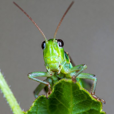 Green grasshopper on leaf