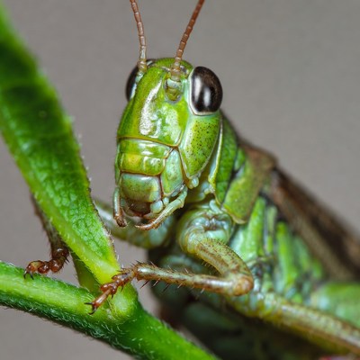 Green grasshopper on leaf