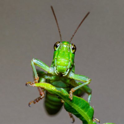 Green grasshopper on leaf
