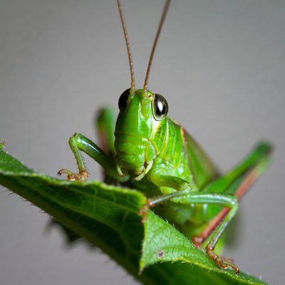Green grasshopper on leaf