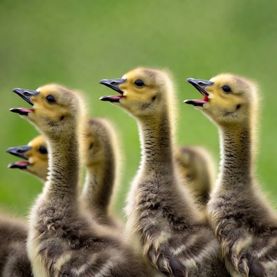 Group of Goslings Calling in Grass