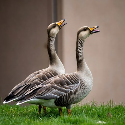 Two geese honking on grass