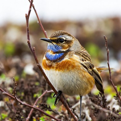 Whinchat bird on branches